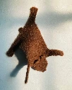 ours_otto_suspendu1.webp